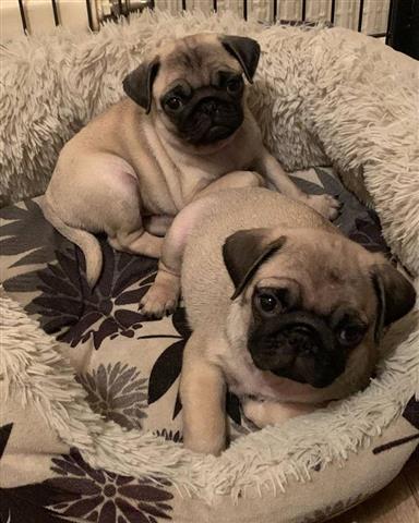 $500 : AVAILABLE PUG PUPPIES image 2