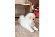 Teacup Pomeranian Pup's Ready en Charlotte