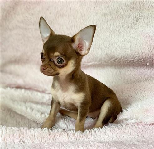 $250 : Akc mini Chihuahua puppies image 3