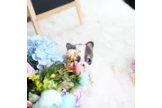 $350 : chihuahua thumbnail
