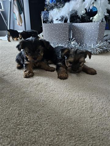 $500 : Cute Yorkie babies image 2