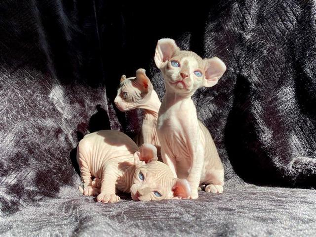 $600 : Male and Female Sphynx kittens image 10