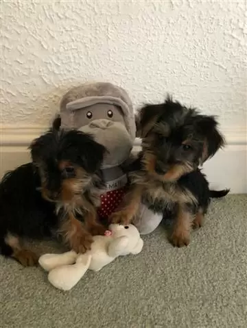 Tiny Teacup Cachorros Yorks image 1