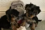 Tiny Teacup Cachorros Yorks en Chico