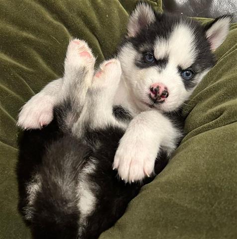 $350 : Husky siberiano image 7