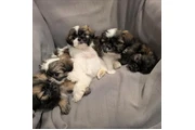 Cachorros Shihtzu en venta en Los Angeles