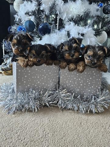 $500 : AdorableYorkie Puppies image 1