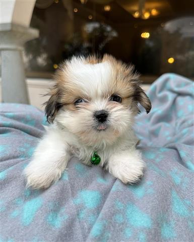 $350 : Shihtzu image 3