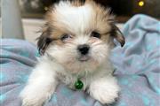 $350 : Shihtzu thumbnail