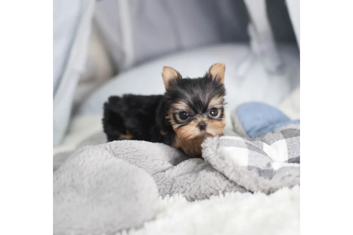 $350 : Micro Yorkie image 4