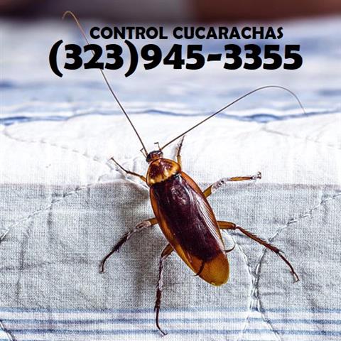 24/7 PEST CONTROL 323-945-3355 image 9