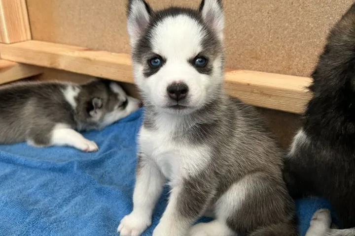$400 : Cachorros de husky siberiano image 2