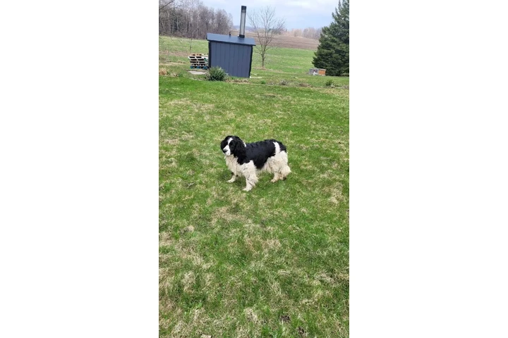 $2600 : MINI SCHNAUZER PUPPY image 7