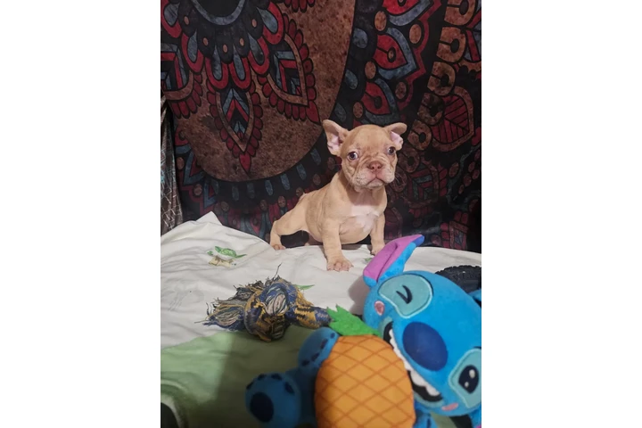 $750 : French bulldog (los Angeles) image 7