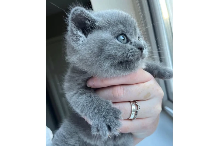 $300 : Gatito británico de pelo corto image 2