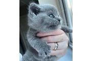 $300 : Gatito británico de pelo corto thumbnail