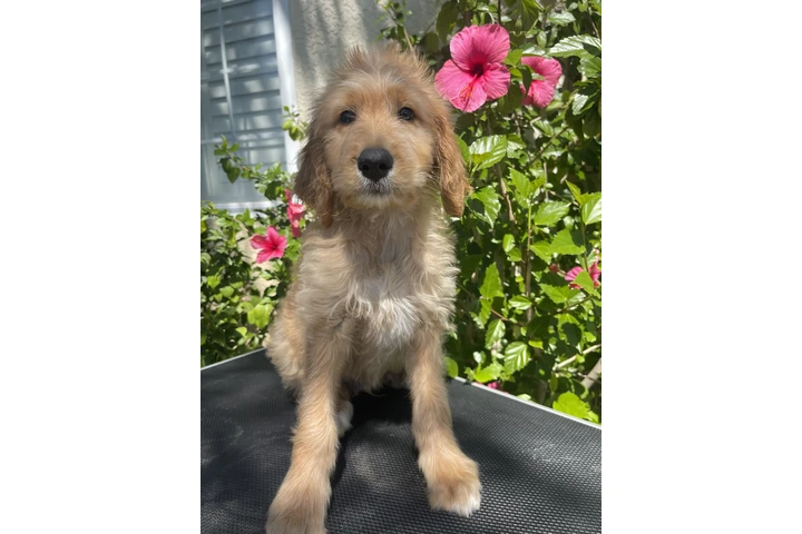 Golden doodle image 1