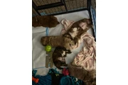 Cachorros Shihtzu en venta en Houston