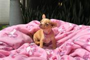 $350 : Cachorrita Chihuahua thumbnail