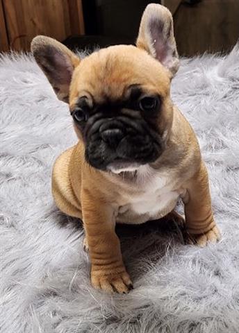 $400 : French bulldog puppy for sale image 2