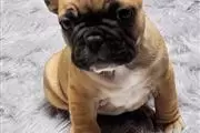 $400 : French bulldog puppy for sale thumbnail
