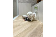 $350 : cachorros malteses thumbnail