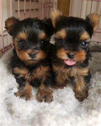 $400 : Yorkie image 1