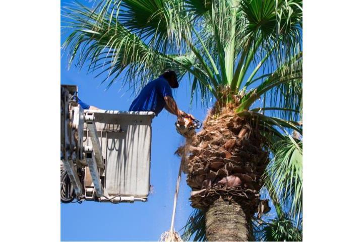 Alex Tree Services image 6