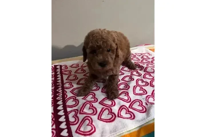 🐶 PERRITOS EN VENTA 🐶 image 3