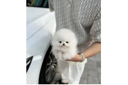 $250 : Pomeranian puppies mini thumbnail