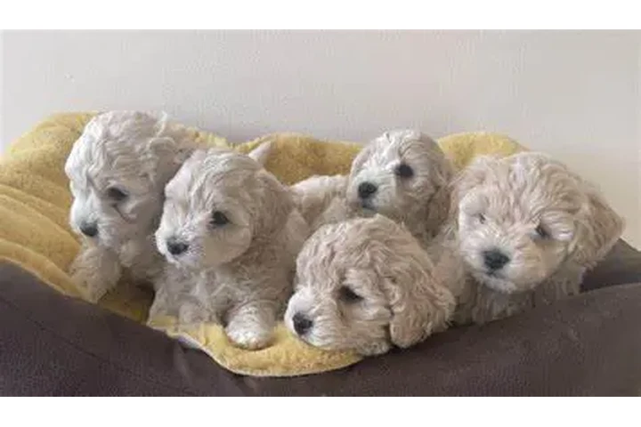$550 : Maltipoo puppies image 1