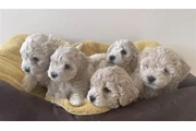 Maltipoo puppies en Los Angeles