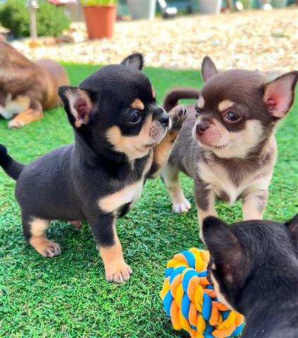 $250 : Chihuahua puppy image 1