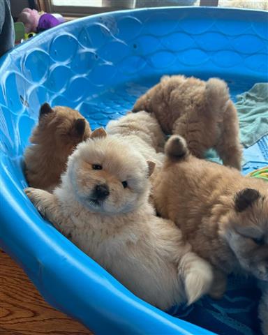 $500 : Cachorros Chow Chow saludables image 2