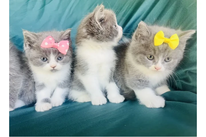 $250 : Persa doll face image 1