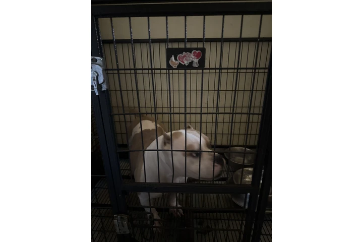 $1 : American bully image 2