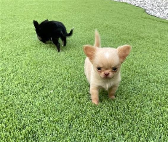 $500 : Lovely Chihuahua puppy for sal image 2