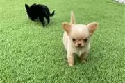$500 : Lovely Chihuahua puppy for sal thumbnail