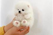 $350 : Pomerania en venta thumbnail