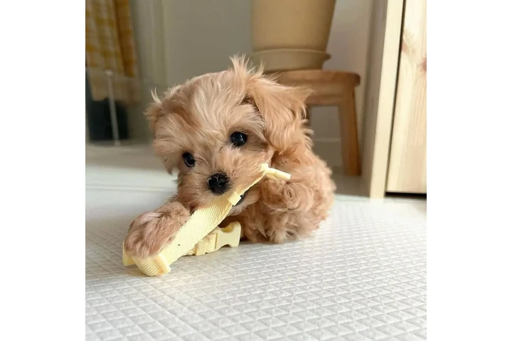 $350 : Cachorro Maltipoo taza de téCa image 2