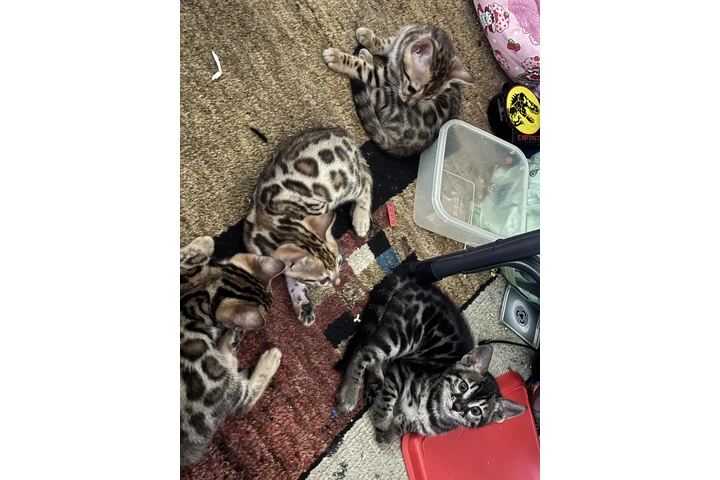 $1000 : Bengal gatitos image 2