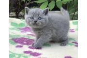 British shorthaired For sale en Tampa