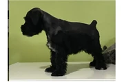 🐕🐕3 PERRITOS MINI SCHNUAUZER