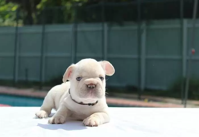 $600 : French bulldogs image 4