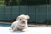 $600 : French bulldogs thumbnail
