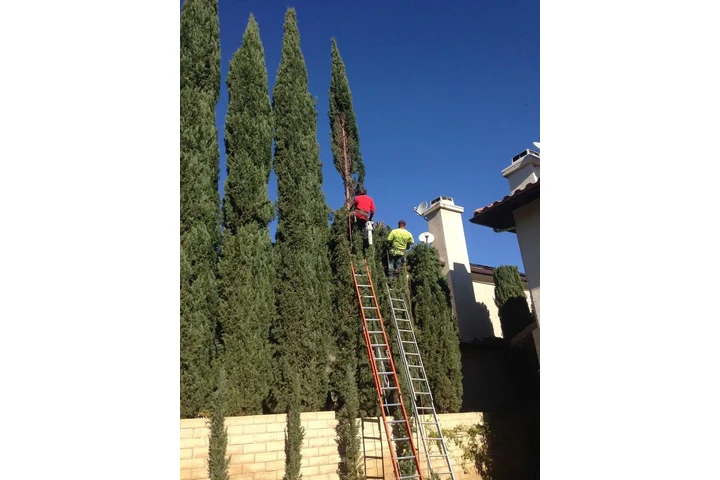 Lorenzo's Tree Services image 8