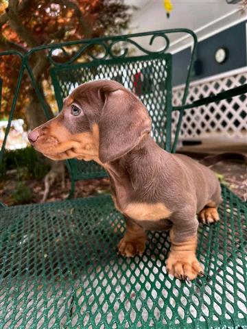 $600 : Cachorros de Dachshund cariños image 4