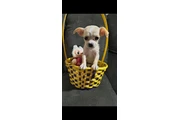 $400 : Puppie female mini toy thumbnail