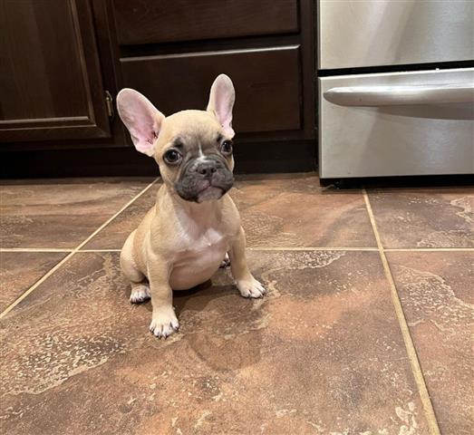 $350 : Frenchie Baby For Sale image 2