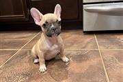 $350 : Frenchie Baby For Sale thumbnail